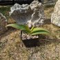 Aloe Vanbalenii aka Octopus Aloe 5 Seeds