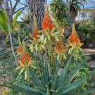 Aloe Wickensii aka  Wickens’ Aloe Seeds 5 Seeds