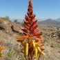 Aloe Wickensii aka  Wickens&acirc;�� Aloe Seeds 5 Seeds