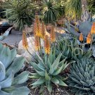 Aloe Sinkatana, Sinkat Aloe Seeds 5 Seeds