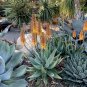 Aloe Sinkatana, Sinkat Aloe Seeds 5 Seeds