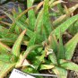 Aloe Sinkatana, Sinkat Aloe Seeds 5 Seeds