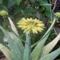 Aloe Sinkatana, Sinkat Aloe Seeds 5 Seeds