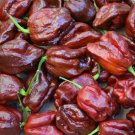 7 Pot Caramel Super Hot Pepper  EXTREMELY HOT PEPPER!!! 10 Seeds