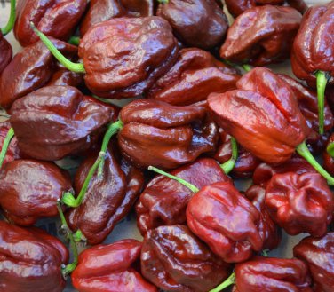 7 Pot Caramel Super Hot Pepper  EXTREMELY HOT PEPPER!!! 10 Seeds
