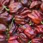 7 Pot Caramel Super Hot Pepper  EXTREMELY HOT PEPPER!!! 10 Seeds