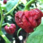 7 Pot Caramel Super Hot Pepper  EXTREMELY HOT PEPPER!!! 10 Seeds