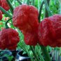 Trinidad Moruga Scorpion Super EXTREMELY HOT PEPPER!!! 10 Seeds 10 Seeds