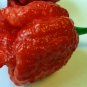 Trinidad Moruga Scorpion Super   EXTREMELY HOT PEPPER!!! 10 Seeds  10 Seeds