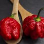 Trinidad Moruga Scorpion Super   EXTREMELY HOT PEPPER!!! 10 Seeds  10 Seeds