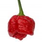 Trinidad Moruga Scorpion Super   EXTREMELY HOT PEPPER!!! 10 Seeds  10 Seeds