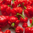 Trinidad Moruga Scorpion Super   EXTREMELY HOT PEPPER!!! 10 Seeds  10 Seeds