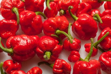 Trinidad Moruga Scorpion Super   EXTREMELY HOT PEPPER!!! 10 Seeds  10 Seeds