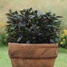 Black Pearl Ornamental Pepper 10 Seeds
