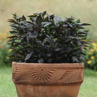 Black Pearl Ornamental Pepper 10 Seeds