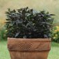 Black Pearl Ornamental Pepper 10 Seeds