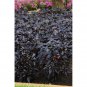 Black Pearl Ornamental Pepper 10 Seeds
