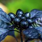 Black Pearl Ornamental Pepper 10 Seeds