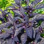 Black Pearl Ornamental Pepper 10 Seeds