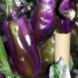 Purple Tiger Cacho Whitehead Leaf 10 Seeds