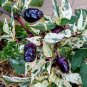 Purple Tiger Cacho Whitehead Leaf 10 Seeds