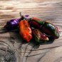 Purple Tiger Cacho Whitehead Leaf 10 Seeds