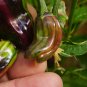 Purple Tiger Cacho Whitehead Leaf 10 Seeds