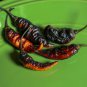 Black Panther Hot Pepper, 10 Seeds.