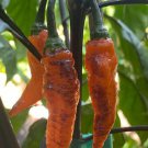 Black Panther Hot Pepper, 10 Seeds.