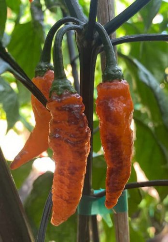 Black Panther Hot Pepper, 10 Seeds.