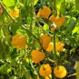 Trinidad Perfume Pepper 10 Seeds.