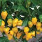 Trinidad Perfume Pepper 10 Seeds.
