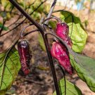 Purple Cream Pepper, 10 Seeds.