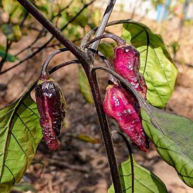 Purple Cream Pepper, 10 Seeds.