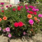 Portulaca Grandiflora, Double Moss Rose, Mix  500 Seeds