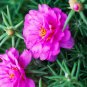 Portulaca Grandiflora, Double Moss Rose, Mix  500 Seeds