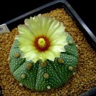 Astrophytum Asterias aka Sand Dollar Cactus, 8 Seeds