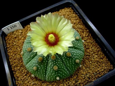 Astrophytum Asterias aka Sand Dollar Cactus, 8 Seeds