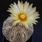 Astrophytum Asterias aka Sand Dollar Cactus, 8 Seeds