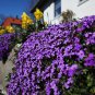 Thymus Serpyllum Purple Creeping Thyme. (1000) Seeds.