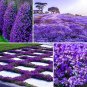 Thymus Serpyllum Purple Creeping Thyme. (1000) Seeds.