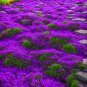 Thymus Serpyllum Purple Creeping Thyme. (1000) Seeds.