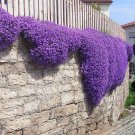 Thymus Serpyllum Purple Creeping Thyme. (1000) Seeds.