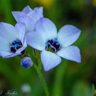 Gila Tricolor Bird's Eye 1000 Seeds