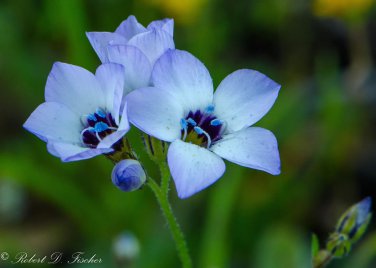 Gila Tricolor Bird's Eye 1000 Seeds