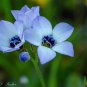 Gila Tricolor Bird's Eye 1000 Seeds