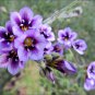 Gila Tricolor Bird's Eye 1000 Seeds