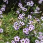 Gila Tricolor Bird's Eye 1000 Seeds