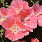 Godetia Peach Flower Seeds. 1000 Seeds.