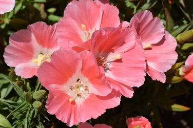 Godetia Peach Flower Seeds. 1000 Seeds.